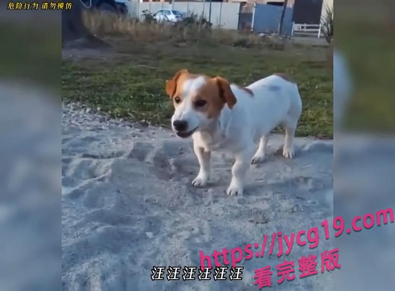 惹谁不好惹动物！挑衅反被爆打的爆笑翻车现场