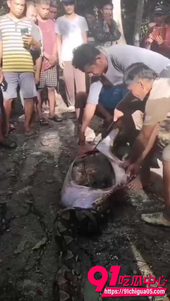 蟒蛇吞人被村民打死 剥开尸体惊悚发黑5 蟒蛇吞人被村民打死 剥开尸体惊悚发黑5