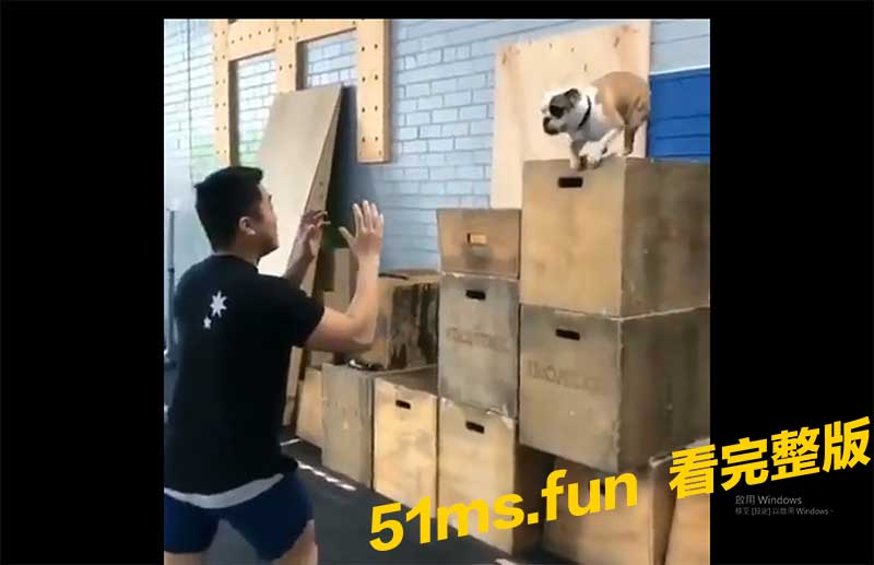 跳跳狗.jpg 跳跳狗.jpg