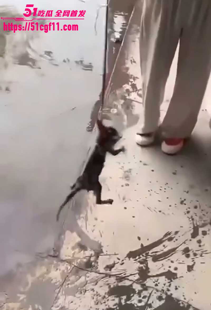 快手两个女生虐猫 10 拷贝 快手两个女生虐猫 10 拷贝