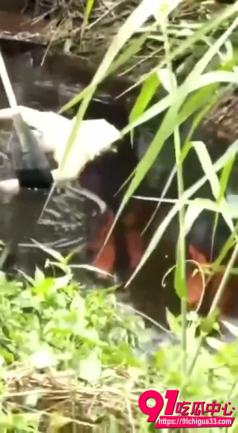 巨型鳄鱼吃人事件 4