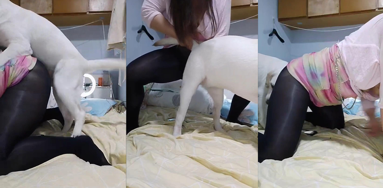 猎奇女主播开档黑丝大战金毛！口活床技全安排～