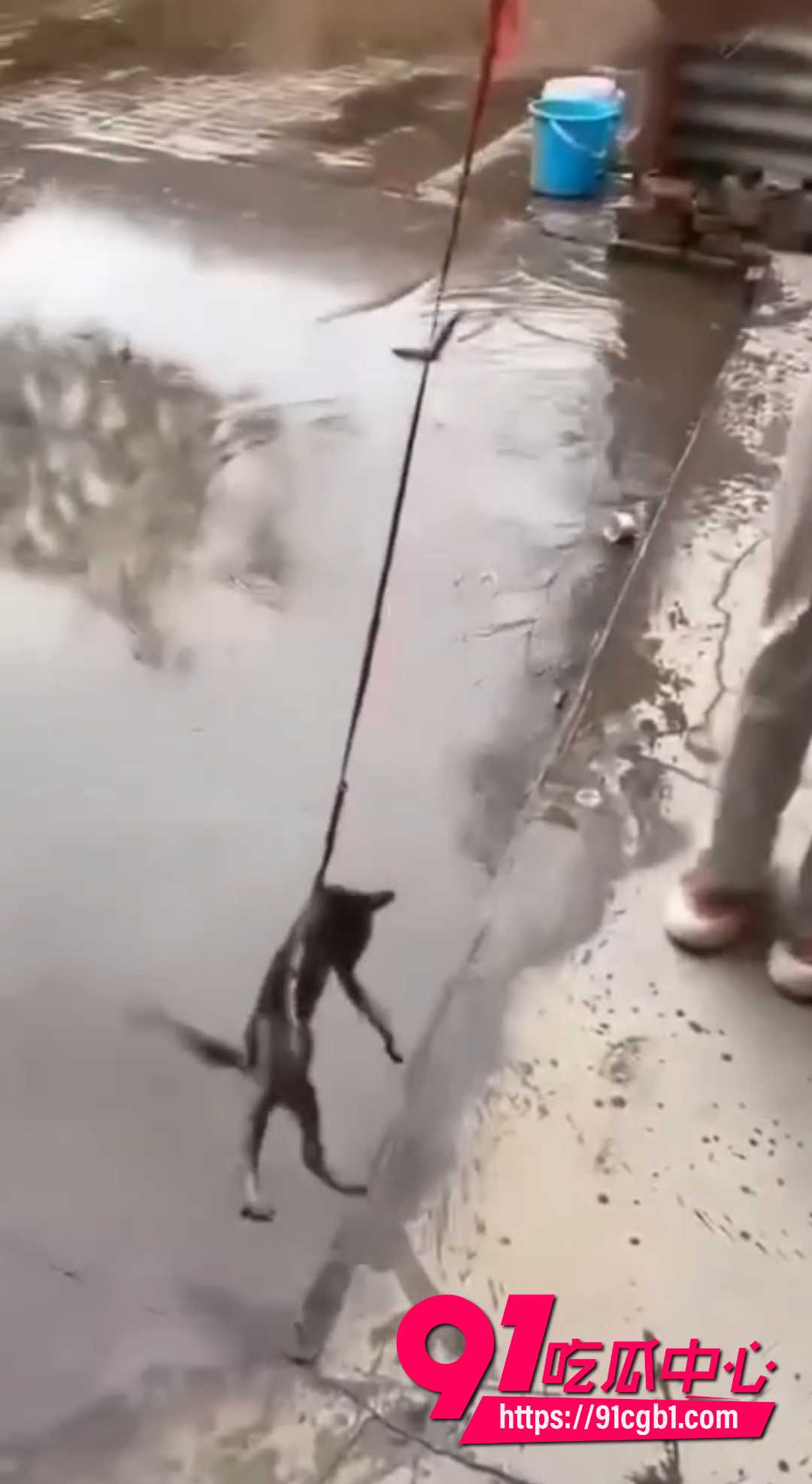 快手女生虐猫视频 7 快手女生虐猫视频 7