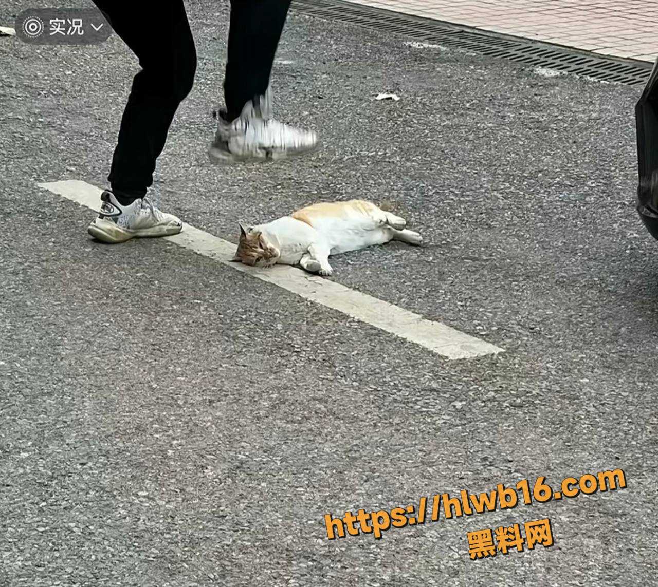 湖南邵阳中学教师 在学生面前当众踩死流浪猫 事后被停职引发热议！