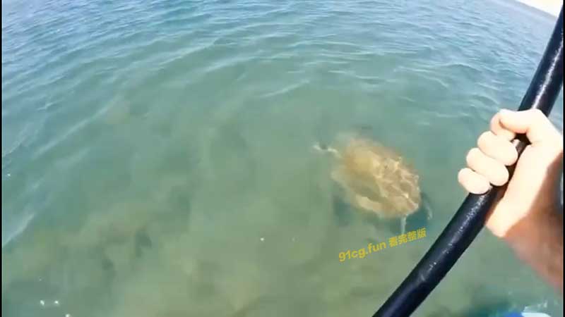 鲨鱼抓海龟 你救它，那你留下 #落水
